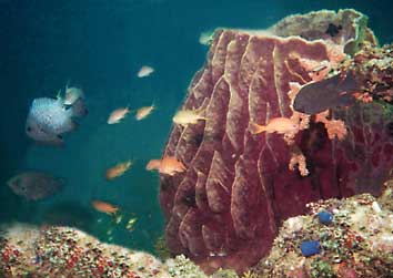 A beautiful barrel sponge